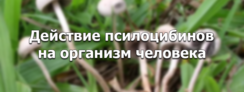 действие грибов на человека